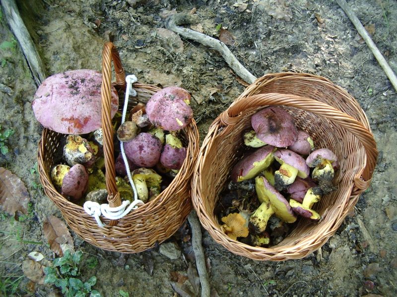 Phylloporus rhodoxanthus -  29.6.2010